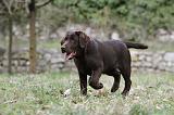 LABRADOR 883